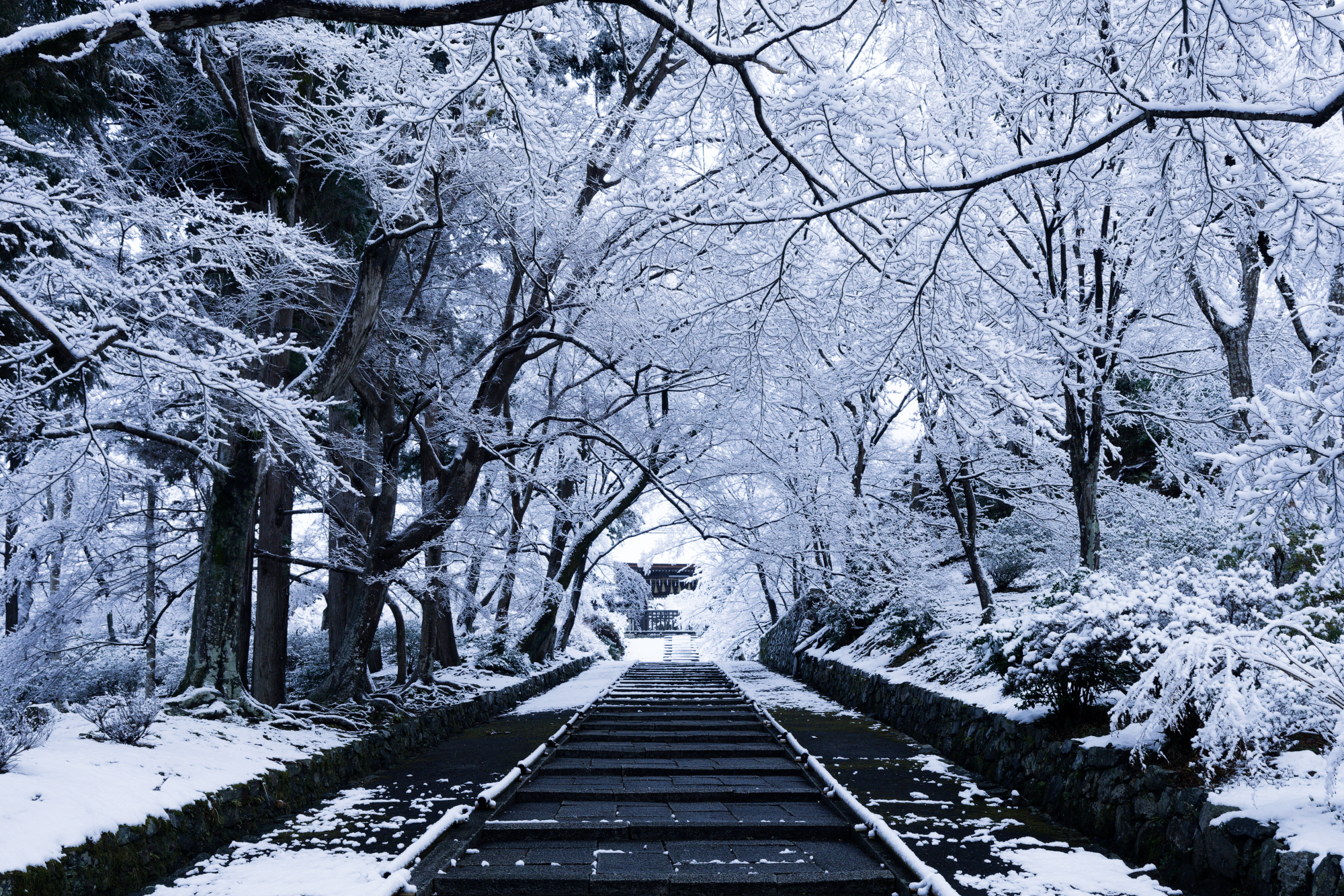 雪をまとった木々と毘沙門堂門跡の石段、その奥に佇む門