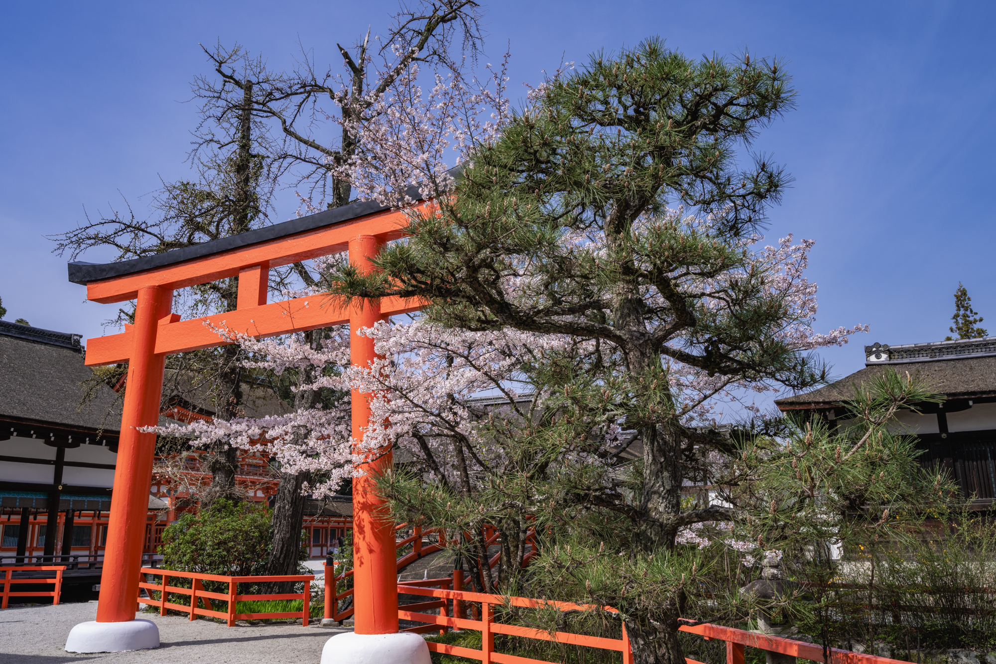 桜と松に囲まれた下鴨神社の朱色の鳥居